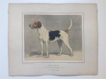 H. Sperling - lithograaf : Wilhelm Greve - (DECORATIEVE PRENT,  LITHO - DECORATIVE PRINT, LITHOGRAPH -) Rashond -  Engelse Foxhound / Foxhound Dog