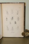 SNELLEN VAN VOLLENHOVEN, S.C. - Hemiptera Heteroptera Neerlandica. De Inlandsche Ware Hemipteren (Land- en Waterwantsen) beschreven en meerendeels ook afgebeeld door.