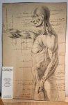 Anoniem - Anatomical drawing. 19th century. 47 x 31,5 cm.