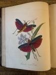 J.O. Westwood, F.L.S. / The Figures drawn from Specimens of the Insects by E. Donovan, F.L.S. & W.S. - Natural History of the Insects of China