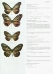 D'Abrera, Bernard. - Butterflies of the Oriental Region I, II & III