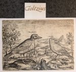 Collaert, Adriaen (c.1560-1618) - Jay and Finch [Avium Vivae Icones; set]
