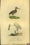 BUFFON et DAUBENTON - Lepelaar / Houtsnip. Uit: Oeuvres complètes de Buffon suivies de ses continuateurs Daubenton, Lacépéde, Cuvier, Duméril, Poiret, lesson et Geoffroy-St-Hillaire