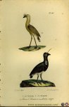BUFFON et DAUBENTON - Braziliaanse kraanvogel / Amerikaanse reiger. Uit: Oeuvres complètes de Buffon suivies de ses continuateurs Daubenton, Lacépéde, Cuvier, Duméril, Poiret, lesson et Geoffroy-St-Hillaire