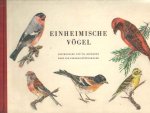 Roshardt, Pia & Stepahn Hüttenmoser - Einheimische Vögel