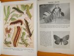 Clegg, John (Illustrations: E.C. Mansell) - Studying Insects - Wonderful World of Nature Eight full colour plates