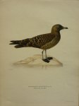Wright, M. W. und F. von - Stercorarius Parasiticus Lin. Originele litho uit Svenska fåglar