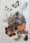 McCubbin, Charles - Australian Butterflies