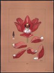 Chris Le Roy - (DECORATIEVE PRENT - LITHO ) TULP