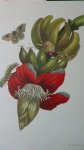 Merian, Maria Sibylla, - Maria Sibylla Merian. Die sch?nsten Tafeln aus dem grossen Buch der Schmetterlinge und Pflanzen. Methamorphosis Insectorum Surinamensium. Auswahl Gerhard Nebel.