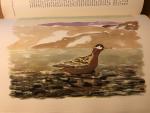Salomonsen, Finn & Gitz-Johansen (platen) - The Birds of Greenland - Gronlands Fugle