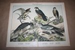  - Antieke kleurenlithografie - Roofvogels - Valken Sperwer e.d.