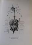 Kiss, F. & Szentagothai, J. - Atlas of human anatomy