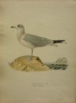 Wright, M. W. und F. von - Larus Canus Lin. Originele litho uit Svenska fåglar