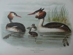 Oort, E.D. van. - Ornithologia Neerlandica. De vogels van Nederland. Oort, E.D. van. - Ornithologia Neerlandica. De vogels van Nederland.
