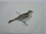antique bird print. - Bunting. Antique bird print. (Gors).