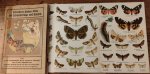  - Schreibers kleiner Atlas der Schmetterlinge und Raupen. Vol 1 and 2.