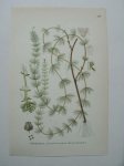 antique print (prent) - Harslinga, myriophyllum alterniflorum dc.