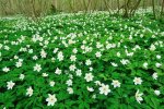  - Bossen van Vlaanderen. Historische ecologie-Davidsfonds