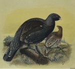 Millais, John Guille - Game Birds and Shooting-Sketches; illustrating the habits, modes of capture, stages of plumage, and the hybrids and varieties which occur amongst them