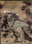 Rensenbrink, Han (tekst) en Kees en Mariska Scherer. (fotografie)  een boek om in te grasduinen want hij is Rijk geillustreerd - Galapagos. Eilanden van de betovering.