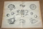  - Antieke prent - Anatomie van de mens - Oog van de mens - Circa 1875