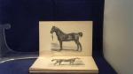 BEEKMAN J.H. - Het Paard, geillustreerd handboekje verzorging en verpleging van het paard