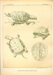Paul Flanderky 1872-1937. - (DECORATIEVE PRENT,  LITHO - DECORATIVE PRINT, LITHOGRAPH -) # 15 - Pond turtle - Emys Orbicularis  ---  Seetiere -- Naturstudien für Kunst u. Kunstgewerbe