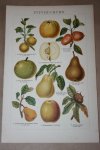  - Antieke kleuren lithografie - Pitvruchten - circa 1905