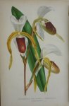 Pannemaeker, P. de - Originele chromolitho  Cypripedium hyb stonei
