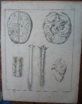 antique print (prent). - Hersenen. Brains. Anatomical print.