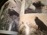 Gargett, Valerie - The Black Eagle - Verraux's Eagle in Southern Africa