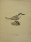 Wright, M. W. und F. von - Sterna Sandvicensis Lath. Originele litho uit Svenska fåglar