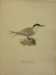 Wright, M. W. und F. von - Sterna Sandvicensis Lath. Originele litho uit Svenska fåglar