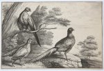 Wenzel Hollar (1606-1677) after Francis Barlow (c.1626-1704)Hollar, Wenzel (1606-1677) after Barlow, Francis (c.1626-1704) - Antique print, etching | Three pheasants [set: Diversae avium species]/Drie fazanten, 1662, p. 1.