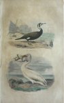Buffon, G.-L. - Le cormoran  Originele litho