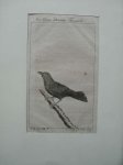 antique bird print. - Der kleine Schwarze Troupial.