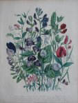 Loudon, Jane Webb - The Ladies' Flower Garden Originele litho Pl 23