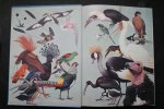 Fisher, James; Peterson, Roger Tory - algemene ornithologie: VOGELS  OVERAL  een inleiding tot de algemene ornithologie