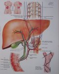 Netter Frank H - Digestive system Part I, II en III