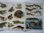 (Schreiber). - Schreibers kleiner Atlas. Kriechtiere und Lurche. 12 feine Farbendrucktafeln mit 59 naturgetreuen Abbildungen nebst 24 Seiten erläuterndem Text von Walter Geppert. (Schreiber). - Schreibers kleiner Atlas. Kriechtiere und Lurche. 12 feine Farbendrucktafeln mit 59 naturgetreuen Abbildungen nebst 24 Seiten erläuterndem Text von Walter Geppert.