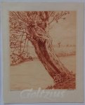 HARTING, DIRK, - Pollard willow