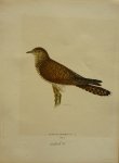 Wright, M. W. und F. von - Cuculus Canorus Lin. Originele litho uit Svenska fåglar