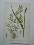 antique print (prent) - Luddlosta, bromus hordeacus l. Raglosta, bromus secalinus l.