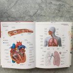 Corbeil - Mini Norsk-Engelsk Visuell Ordbok