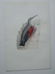 antique bird print. - Wall creeper. Antique bird print.