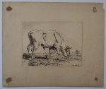 OS, PIETER GERARDUS VAN, - Grazing bull