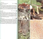 Svrcek,mirko Ubertragen von Peter Zieschang und Silke Gester mit federzeichnungen von Bohumil Vancura - Der Grosse Pilzfuhrer .. Die Pilze Mitteleuropas in 451 farbfoto's