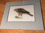 Glimmerveen, Ulco - kunstenaar - Havik - originele, gesigneerde aquarel van juveniel op de grond
