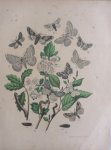 Berge - Originele litho nr. 46 uit Berge`s Schmetterlings-Buch